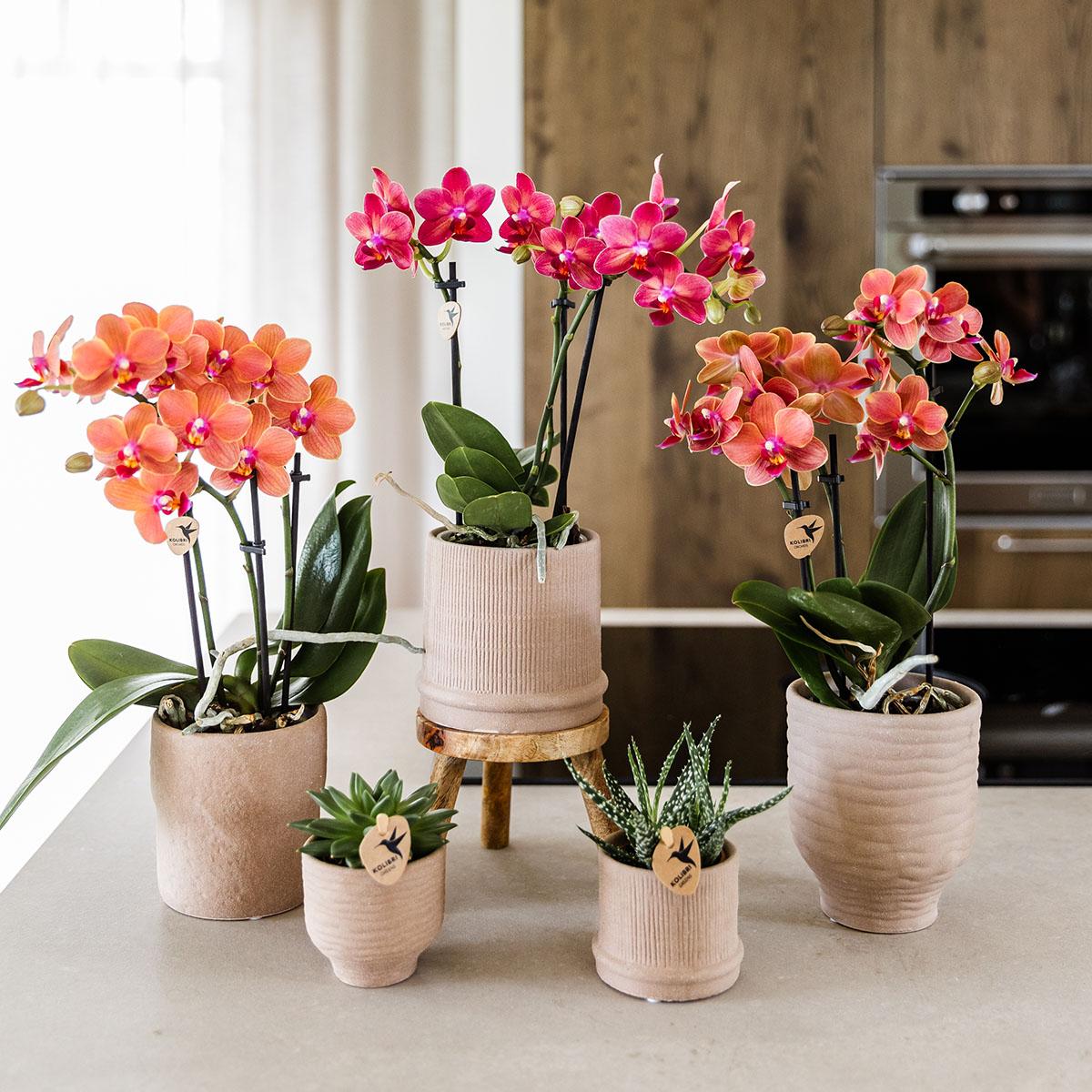 Kolibri Orchids | Rode orchidee Congo + Bali sierpot sand - potmaat Ø9cm