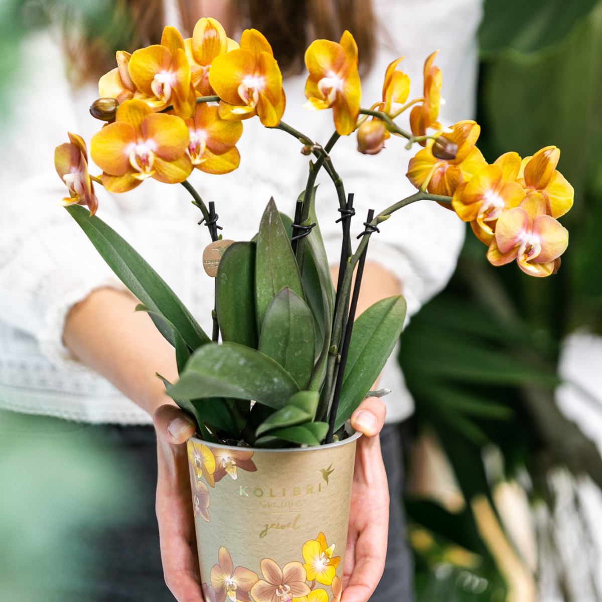 COMBI DEAL van 2 Phalaenopsis orchideeën - Las Vegas - potmaat Ø12cm