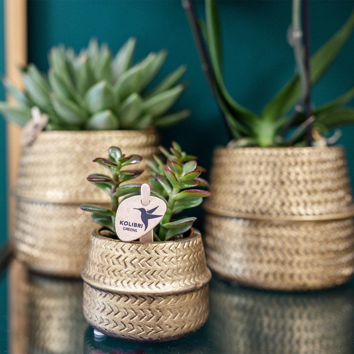Succulenten set van 2 planten in gouden groove sierpotten