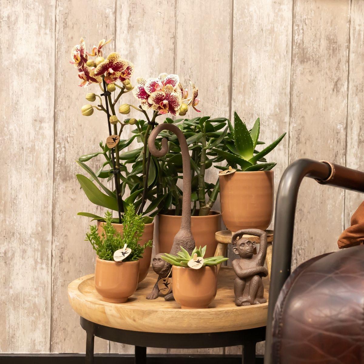 COMBI DEAL van 4 geel rode phalaenopsis orchideeën - Spain - potmaat Ø9cm