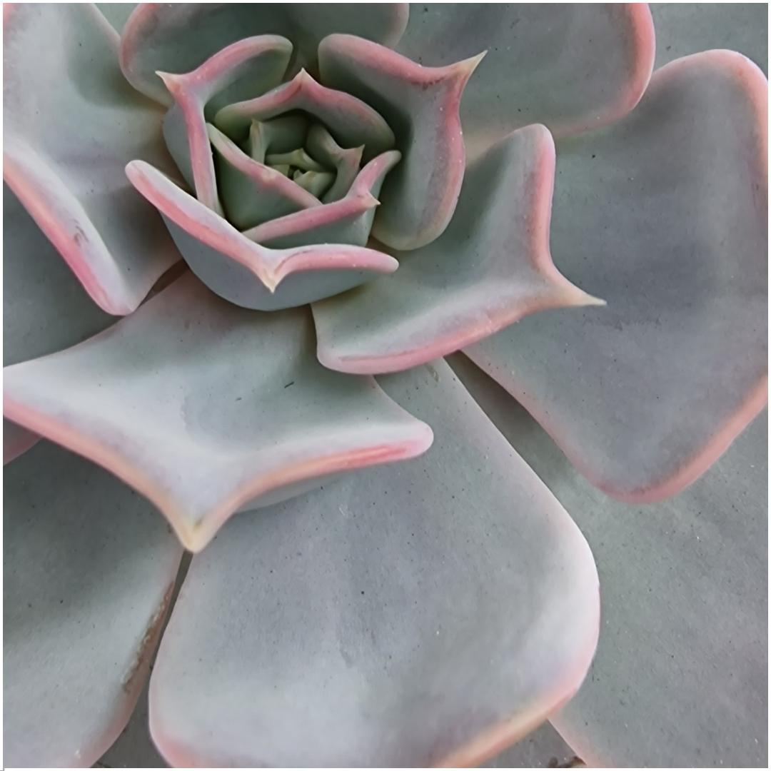 ROOTLESS in schaal 'Concrete' Ø20 cm - ↕5 cm