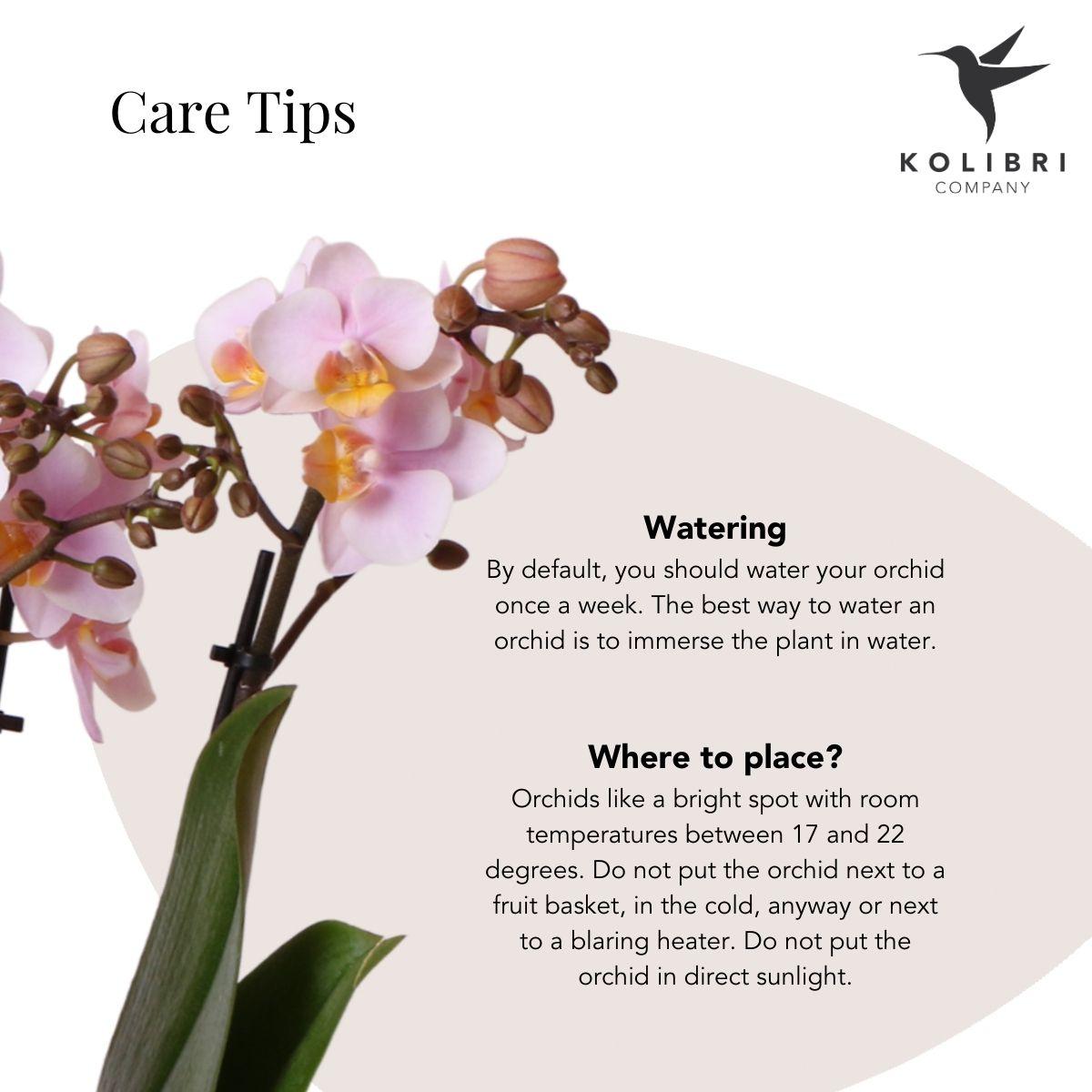 Roze phalaenopsis orchidee - Andorra + Pastel pot pink - potmaat Ø9cm