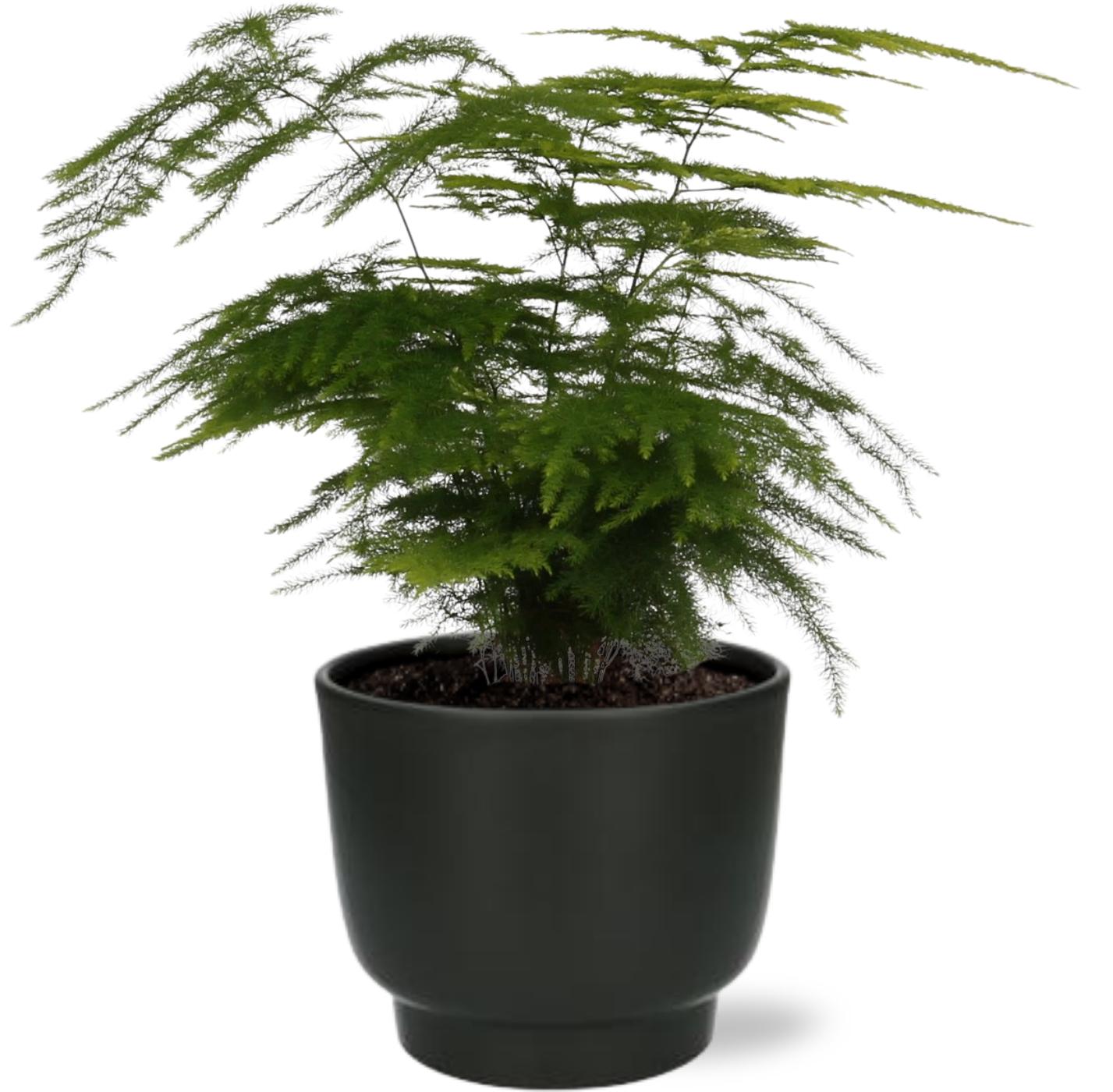 Asparagus Setaceus - Ø12cm - ↕35cm + Potenza Pot Zwart