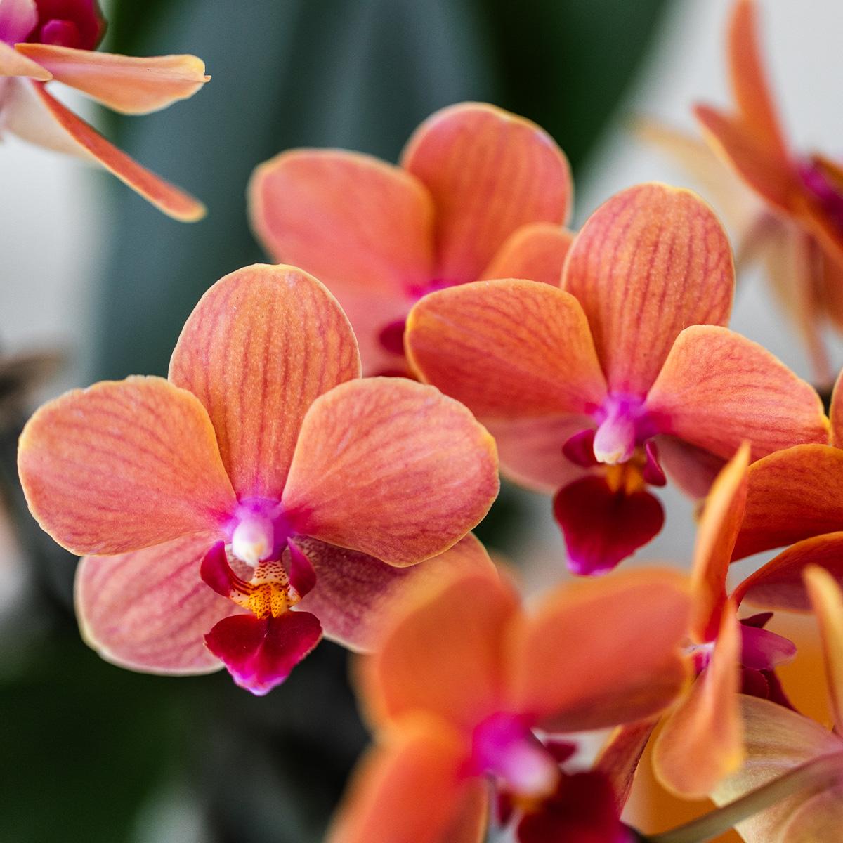 Oranje Phalaenopsis orchidee - Mineral Bolzano + Bubble pot white - potmaat Ø9cm
