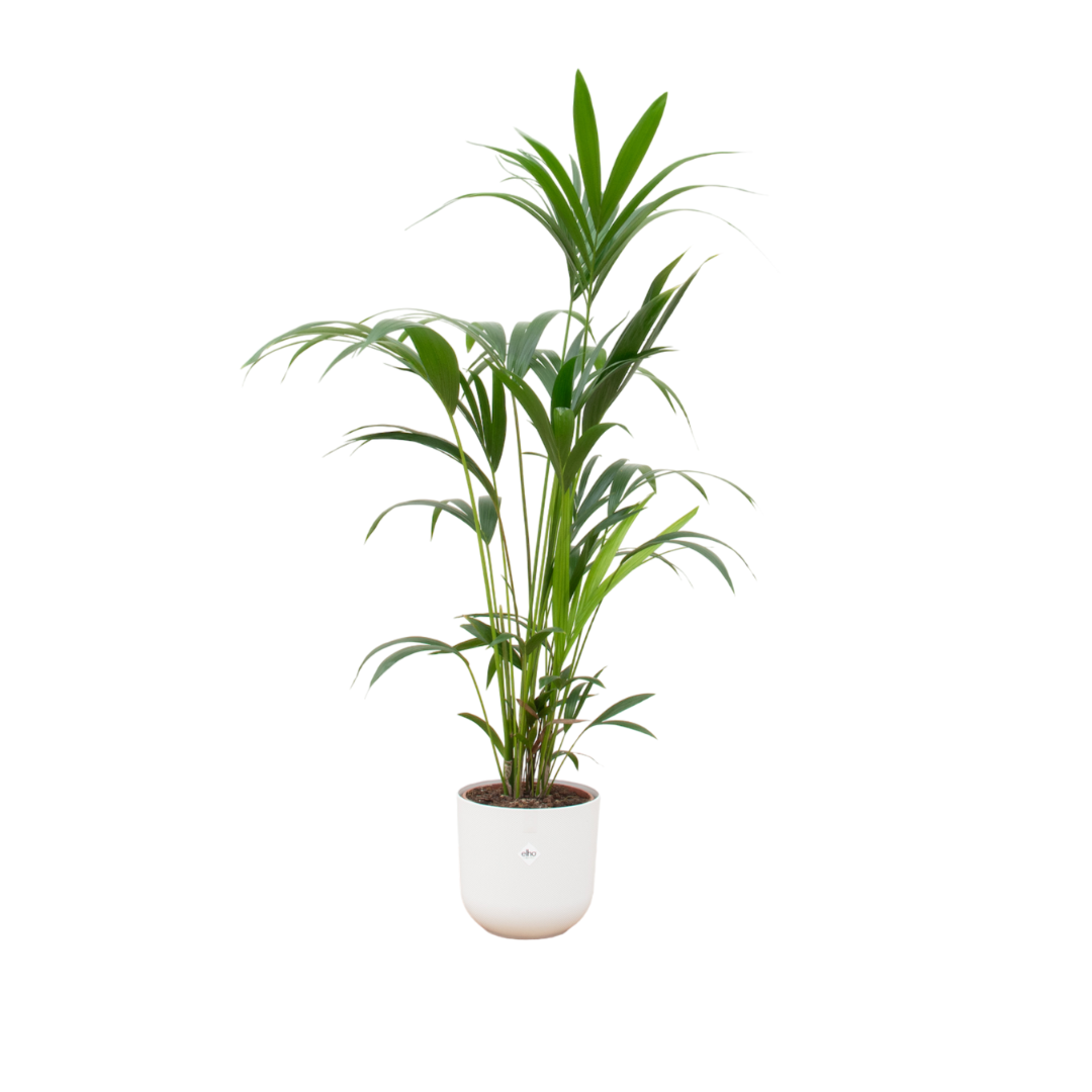 Kentia palm inclusief elho Jazz Round wit Ø26 - 160 cm