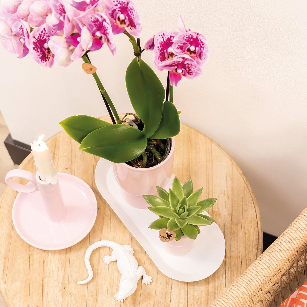 COMBI DEAL van 4 roze paarse phalaenopsis orchideeën - El Salvador - potmaat Ø9cm