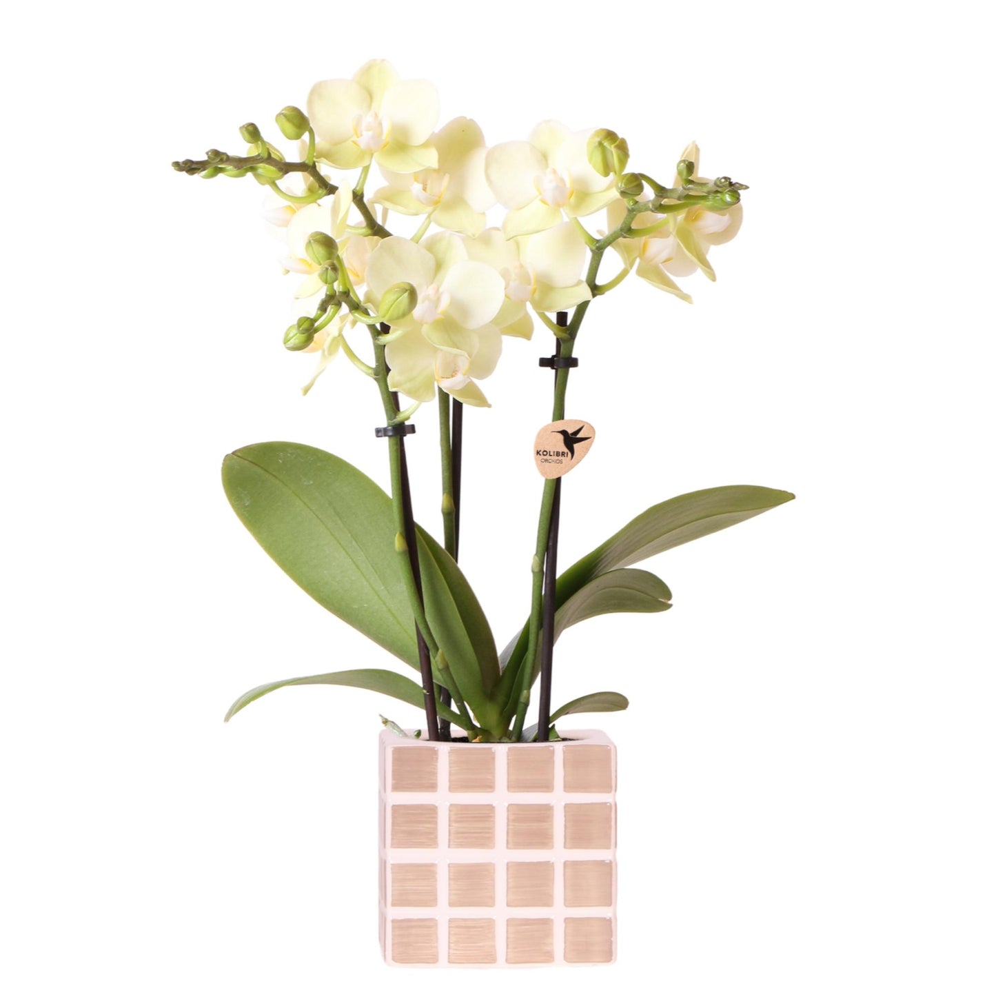 Gele phalaenopsis orchidee Mexico + Mosa sierpot bruin - potmaat Ø9cm