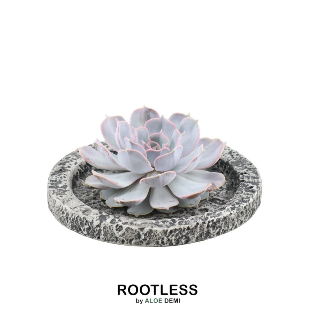 ROOTLESS in schaal 'Concrete' Ø20 cm - ↕5 cm