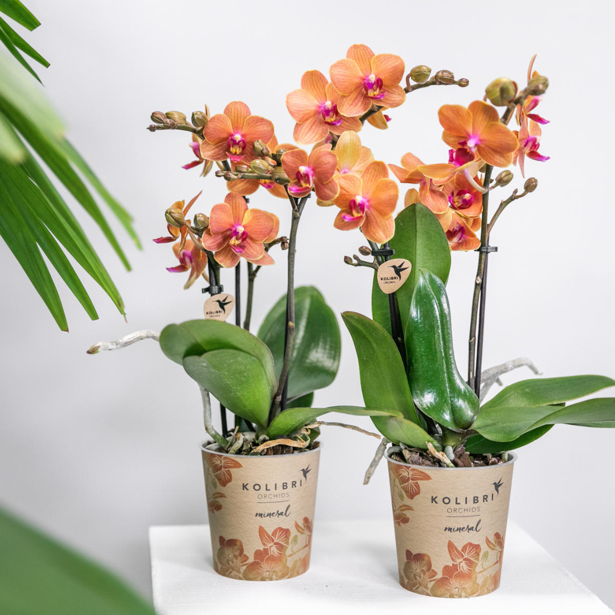 COMBI DEAL van 4 oranje Phalaenopsis orchideeën - Bolzano - potmaat Ø9cm