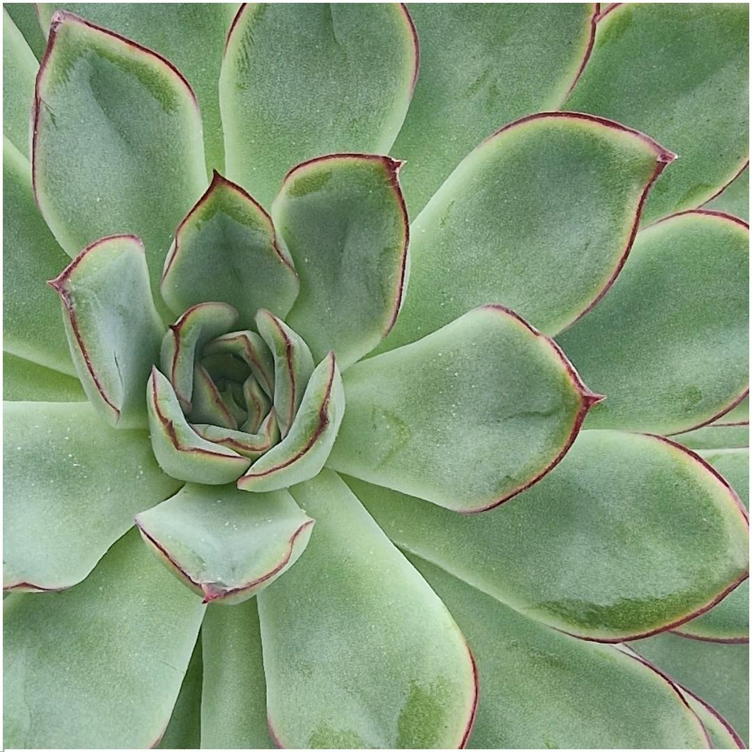 ROOTLESS op Muurdeco standaard zwart Ø20 cm - ↕20 cm