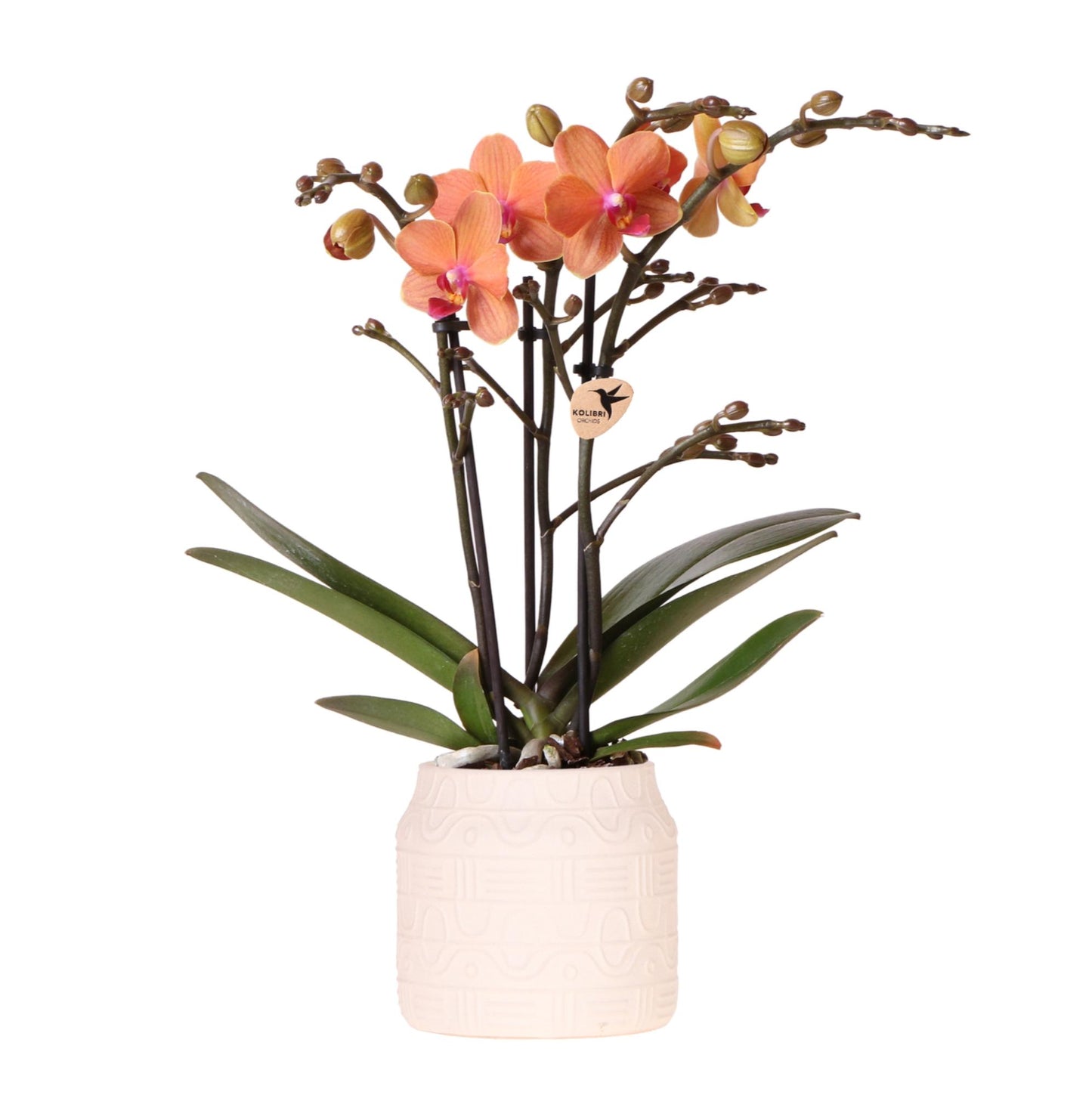 Oranje orchidee Bolzano + Hieroglyph sierpot off white - potmaat Ø9cm