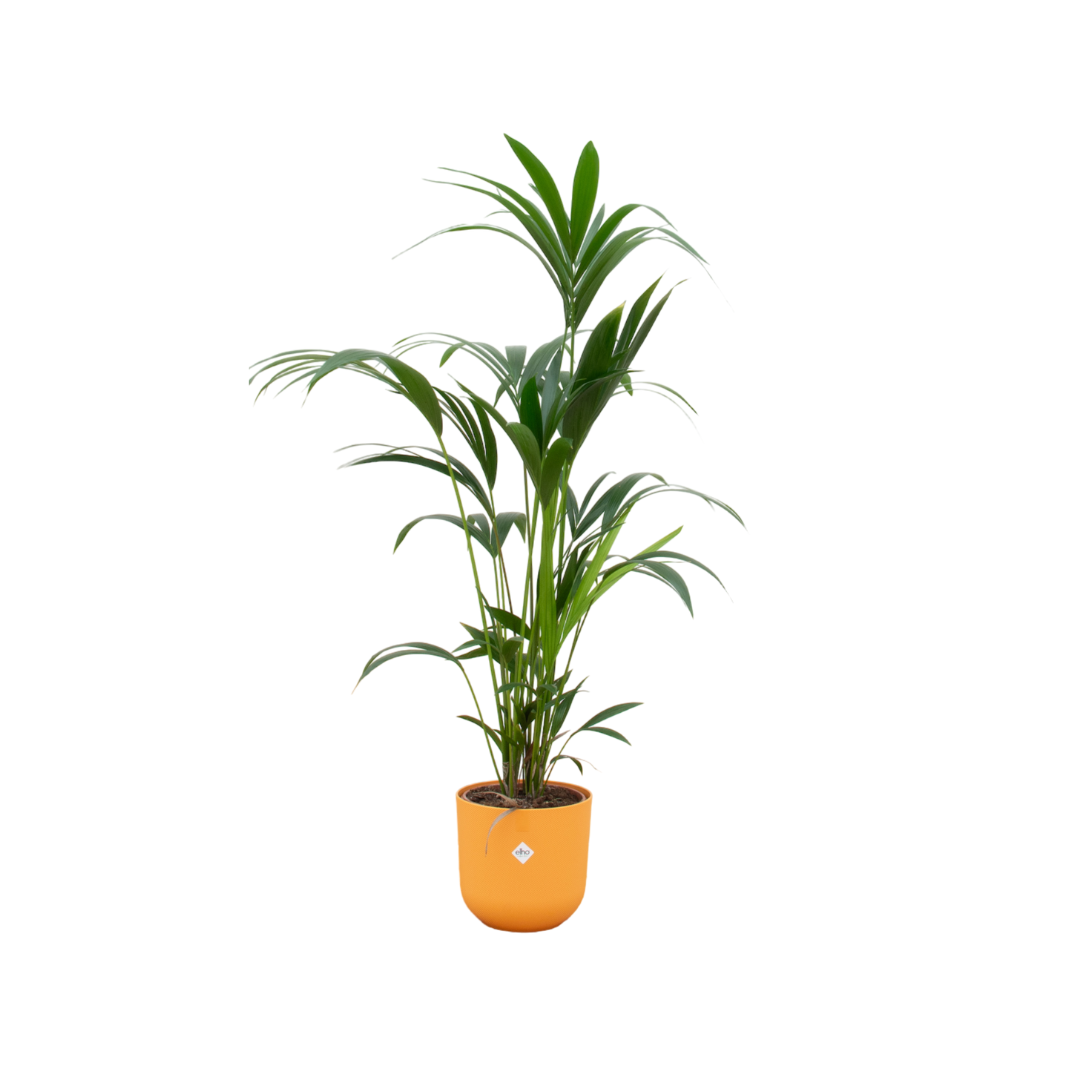 Kentia palm inclusief elho Jazz Round geel Ø26 - 160 cm