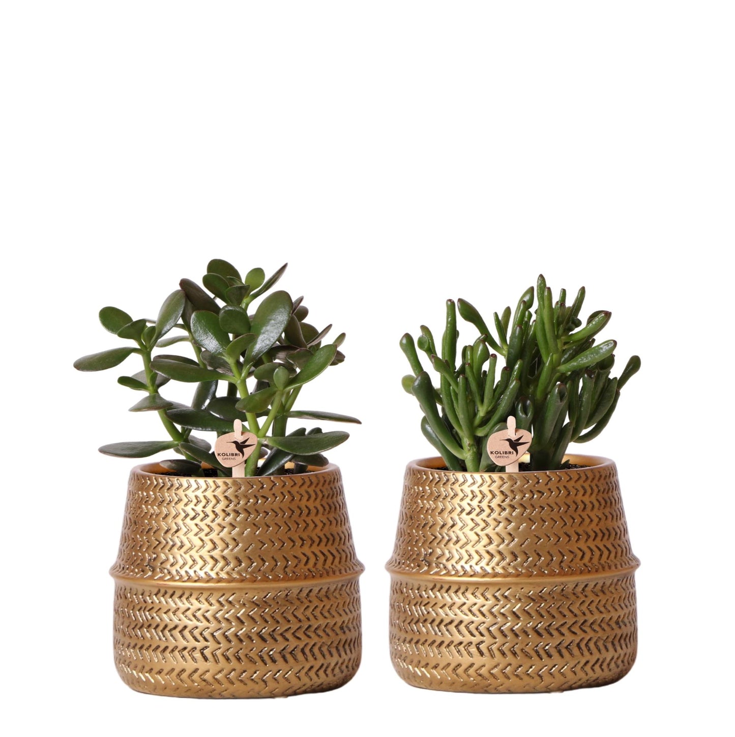 Succulenten set van 2 planten in gouden groove sierpotten