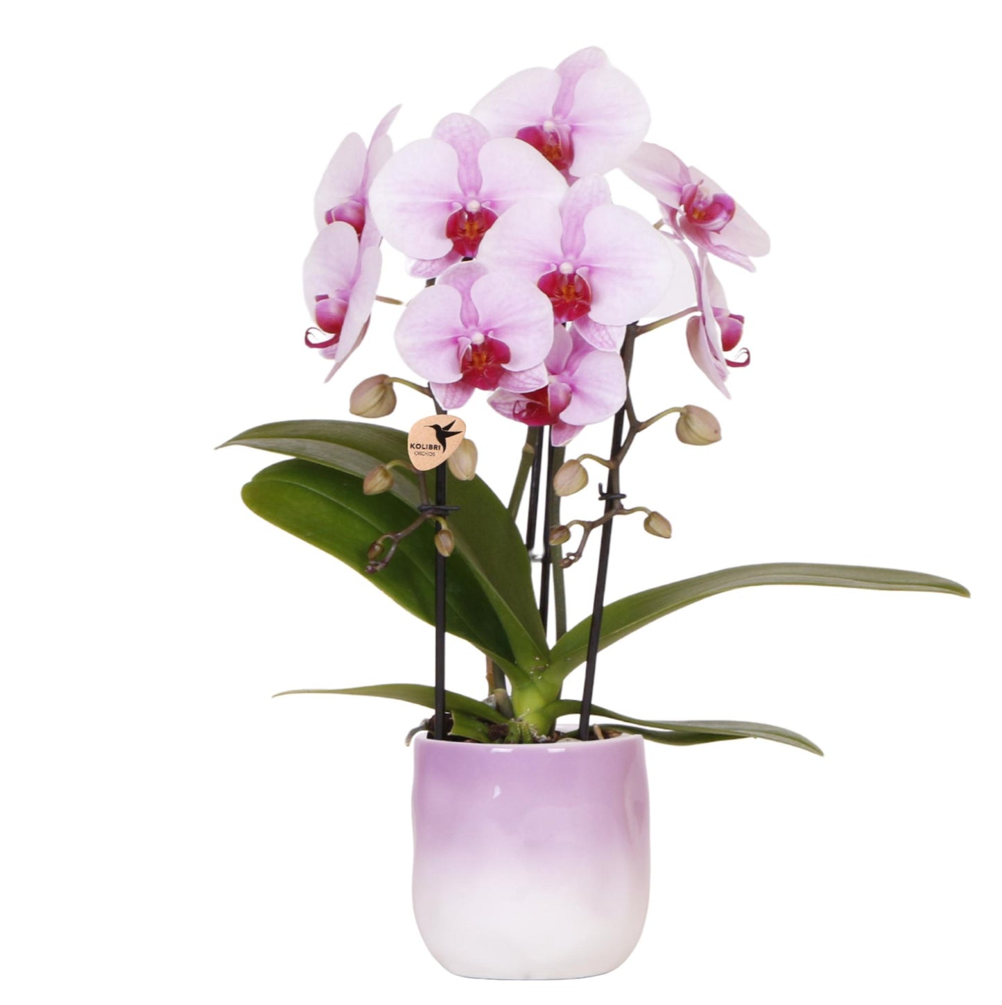 Roze orchidee Niagara Falls + Gradience sierpot roze - potmaat Ø9cm