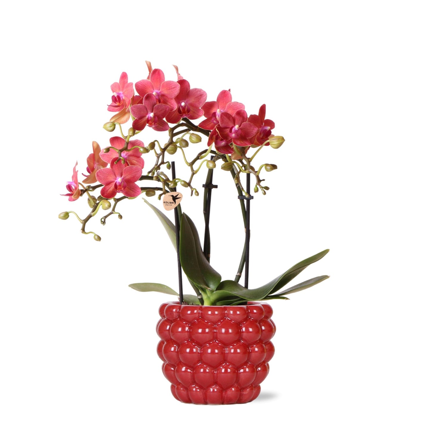 Rode Phalaenopsis orchidee – Congo + Berry sierpot – potmaat Ø9cm