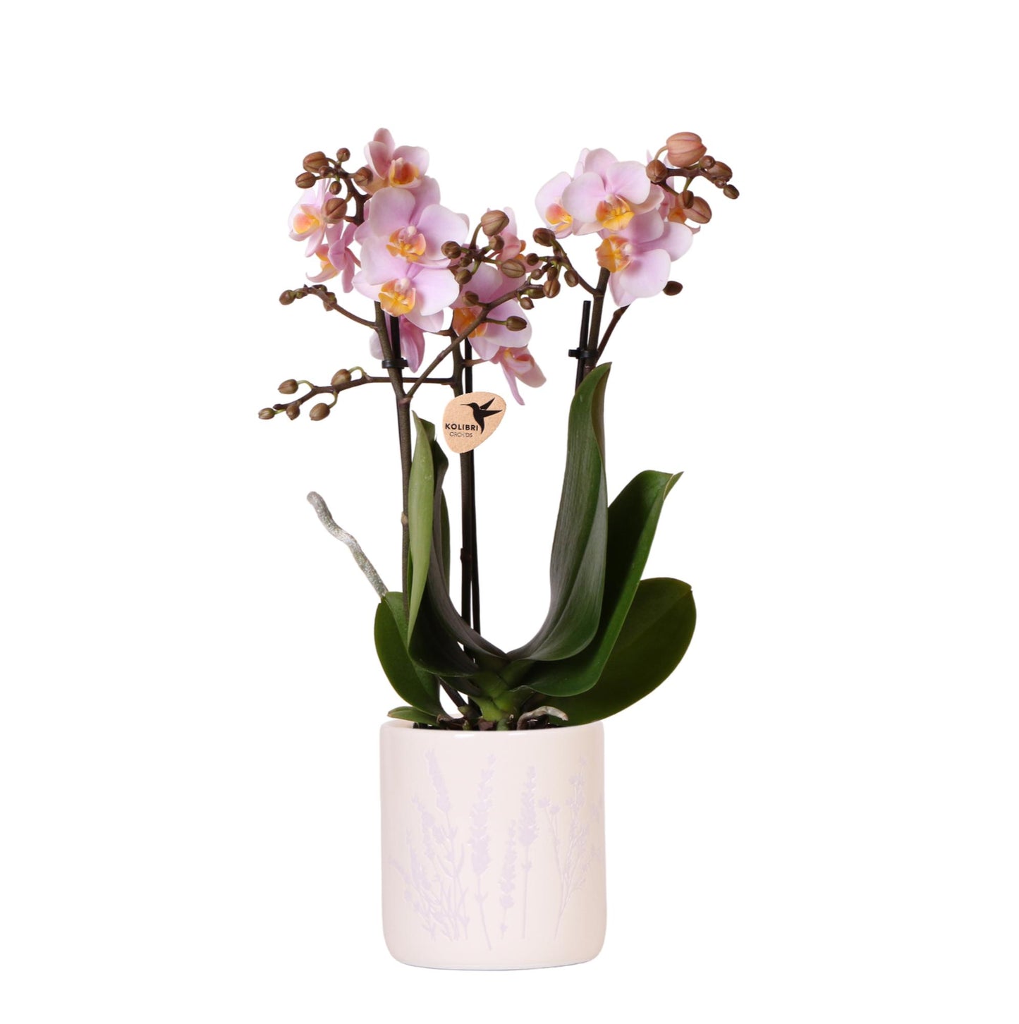 Roze orchidee Andorra + Floral sierpot lavendel - potmaat Ø9cm