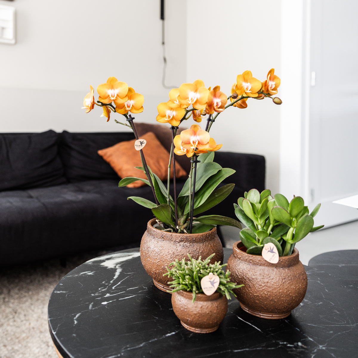 COMBI DEAL van 4 Phalaenopsis orchideeën - Las Vegas - potmaat Ø12cm