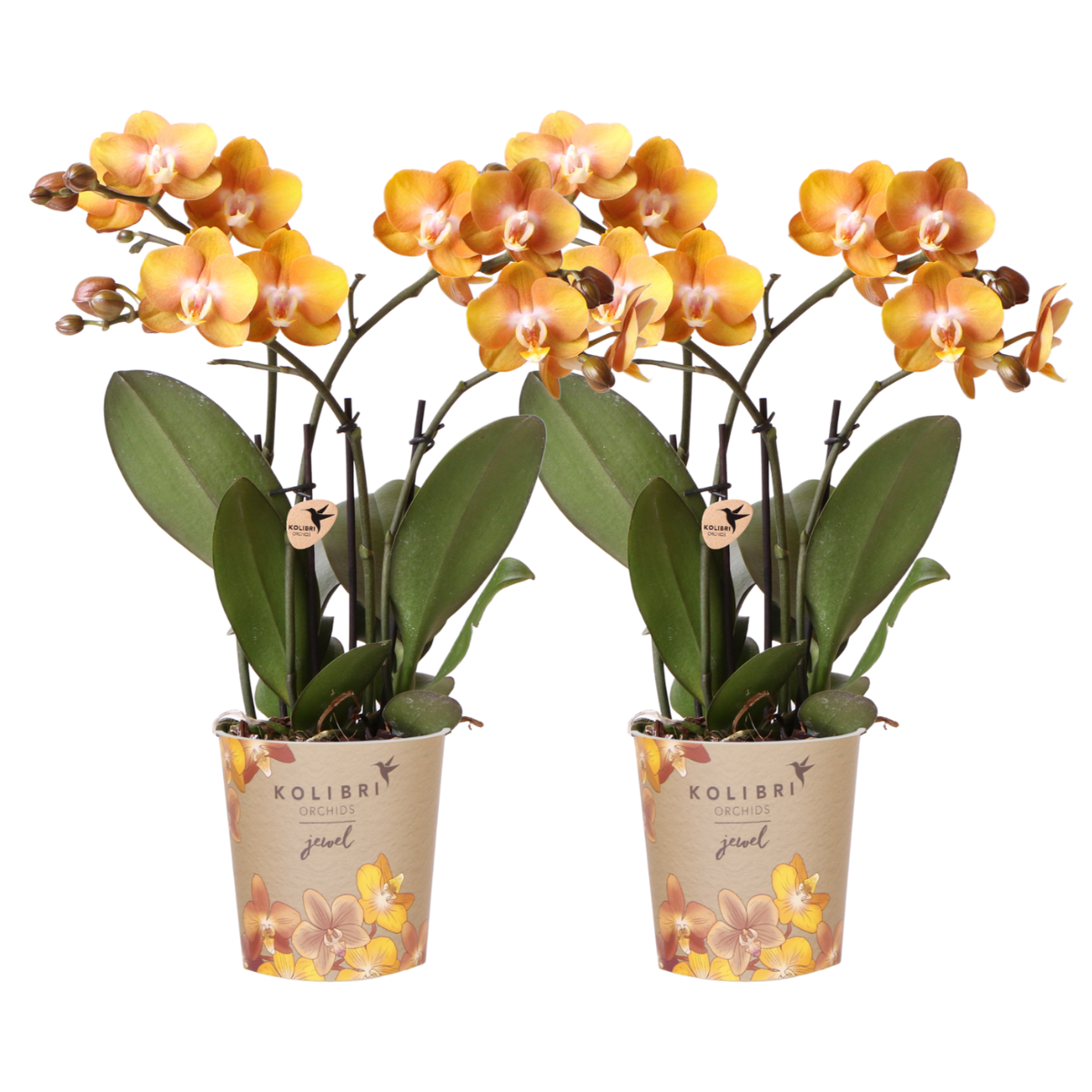 COMBI DEAL van 2 Phalaenopsis orchideeën - Las Vegas - potmaat Ø12cm