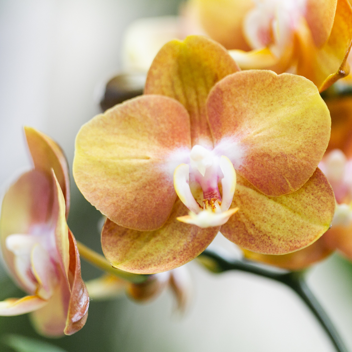 COMBI DEAL van 2 Phalaenopsis orchideeën - Las Vegas - potmaat Ø12cm