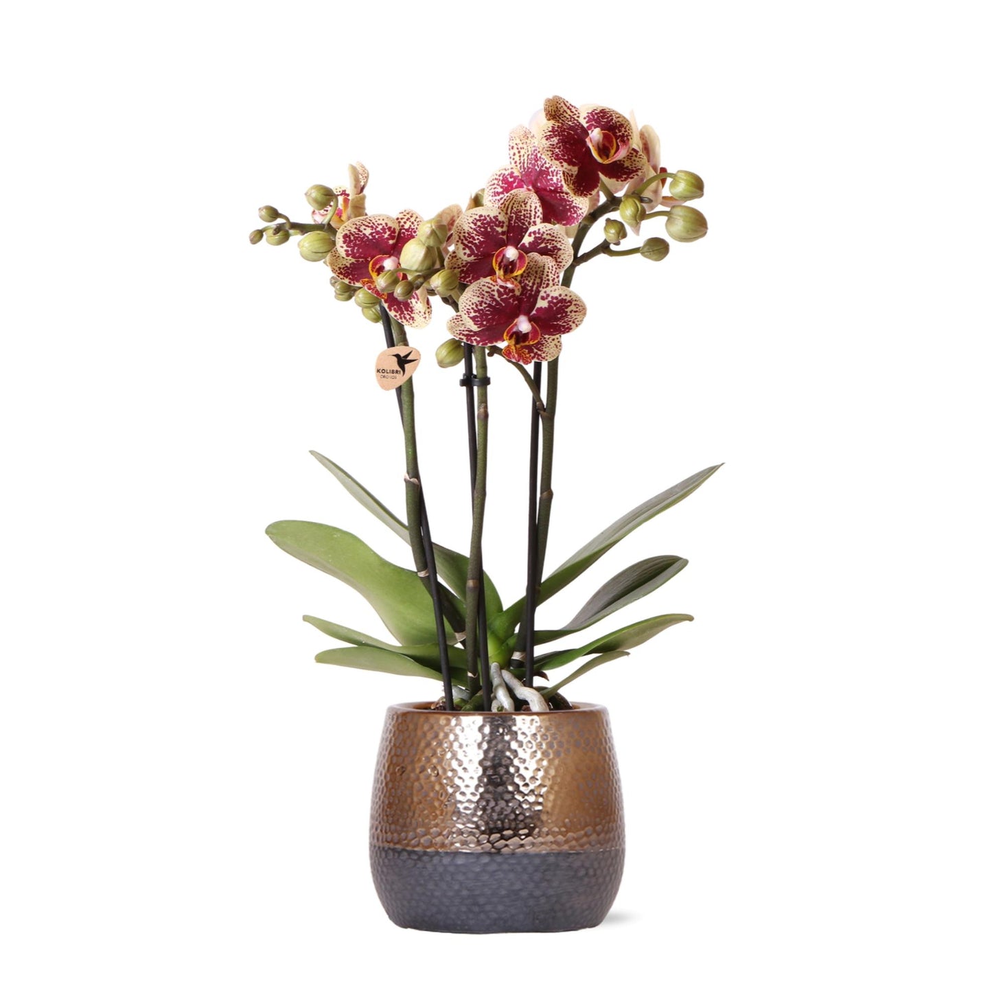 Geel rode Phalaenopsis orchidee – Spain + Elite sierpot copper – potmaat Ø9cm