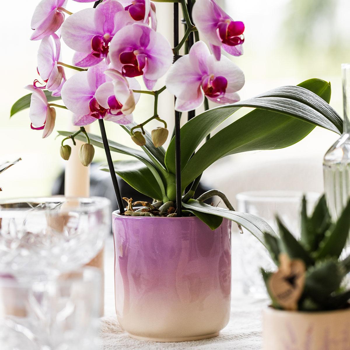 Roze orchidee Niagara Falls + Gradience sierpot roze - potmaat Ø9cm