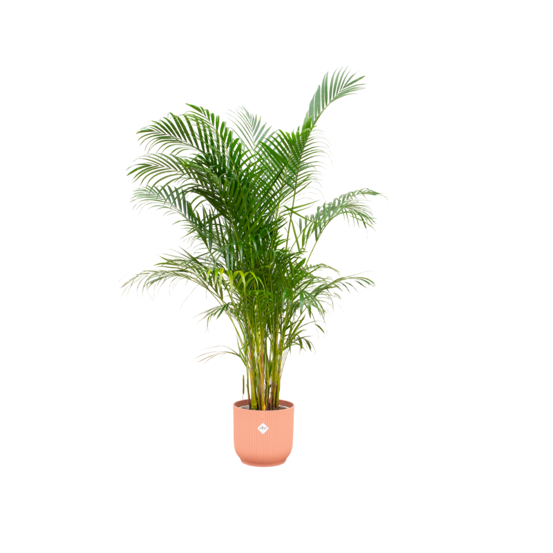 Areca palm inclusief elho Vibes Fold Round roze Ø30 - 160 cm