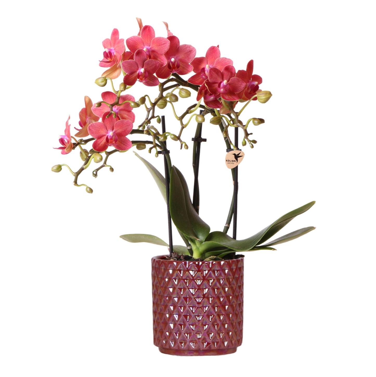 Rode phalaenopsis orchidee Congo + Pearl Pot rood - potmaat Ø9cm