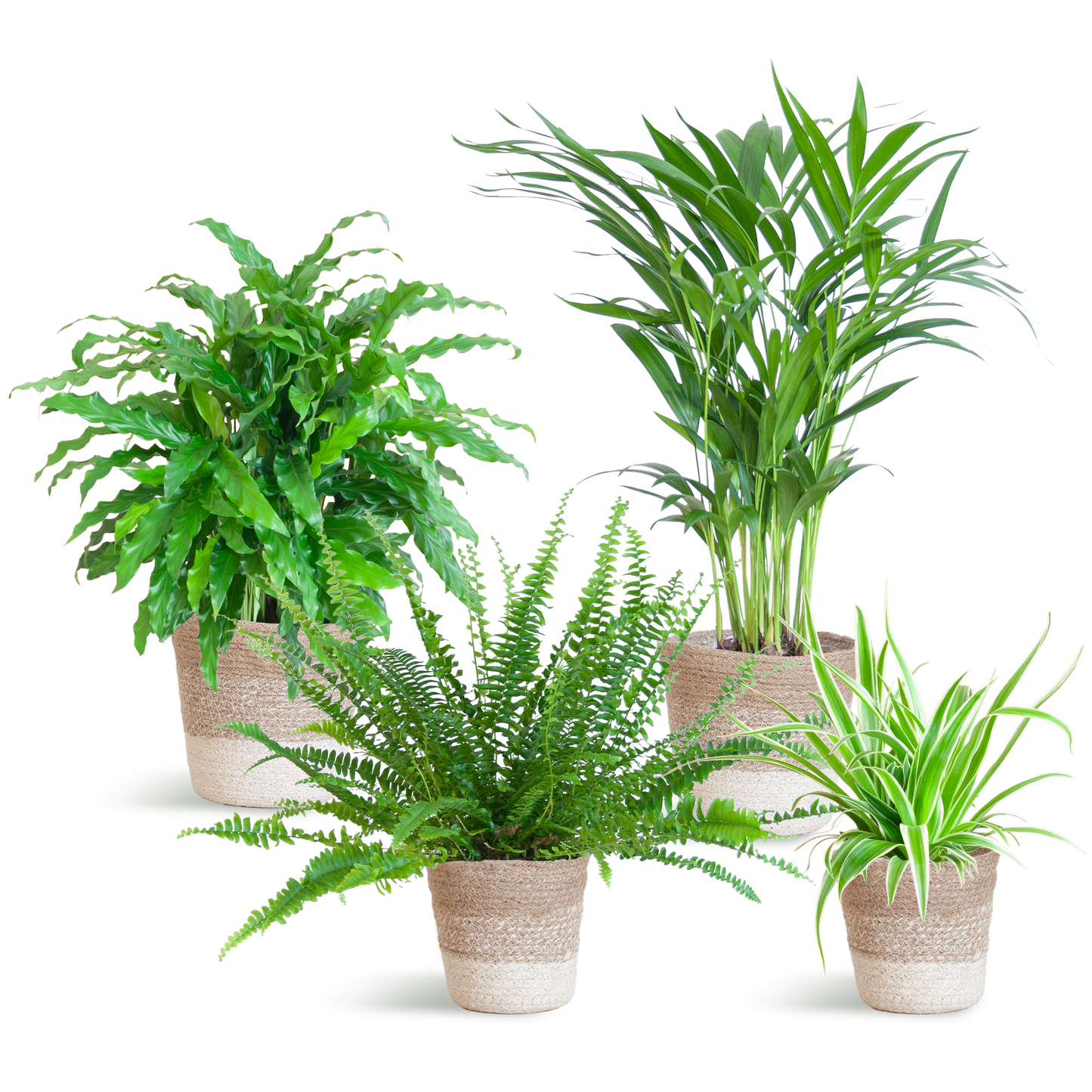 Diervriendelijke plantenset medium