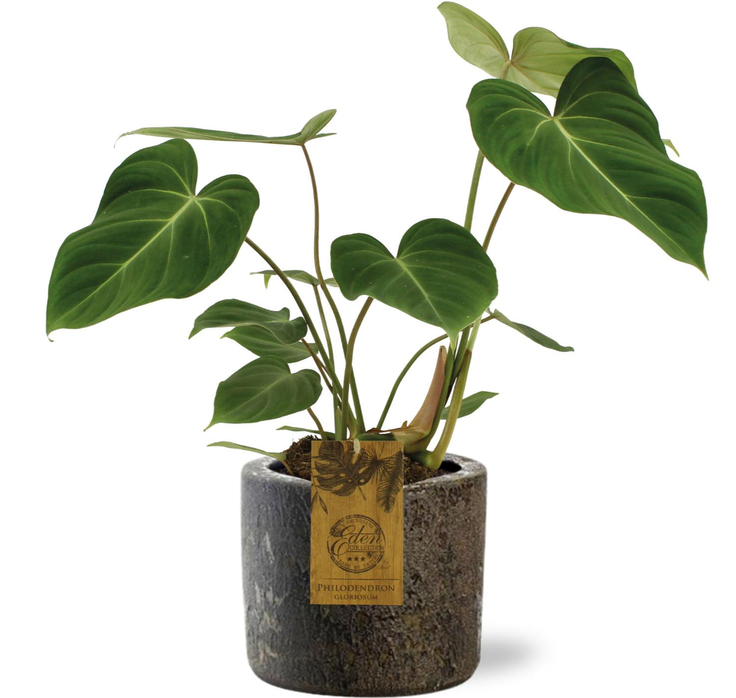 Philodendron Gloriosum - Ø15cm - ↕40cm + Maas Pot Bruin