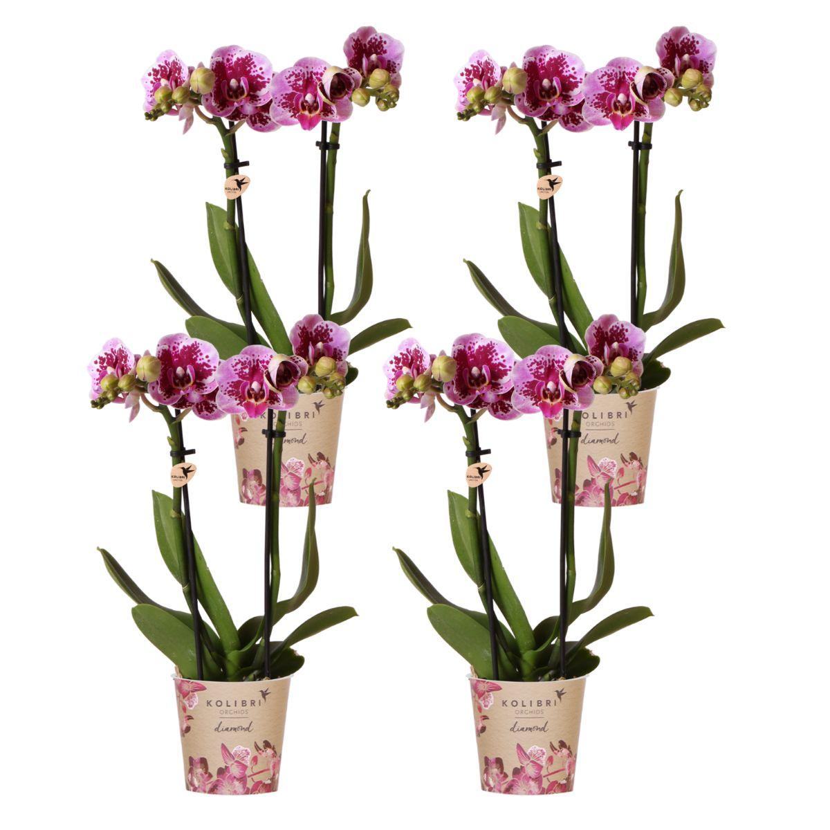 COMBI DEAL van 4 roze paarse phalaenopsis orchideeën - El Salvador - potmaat Ø9cm