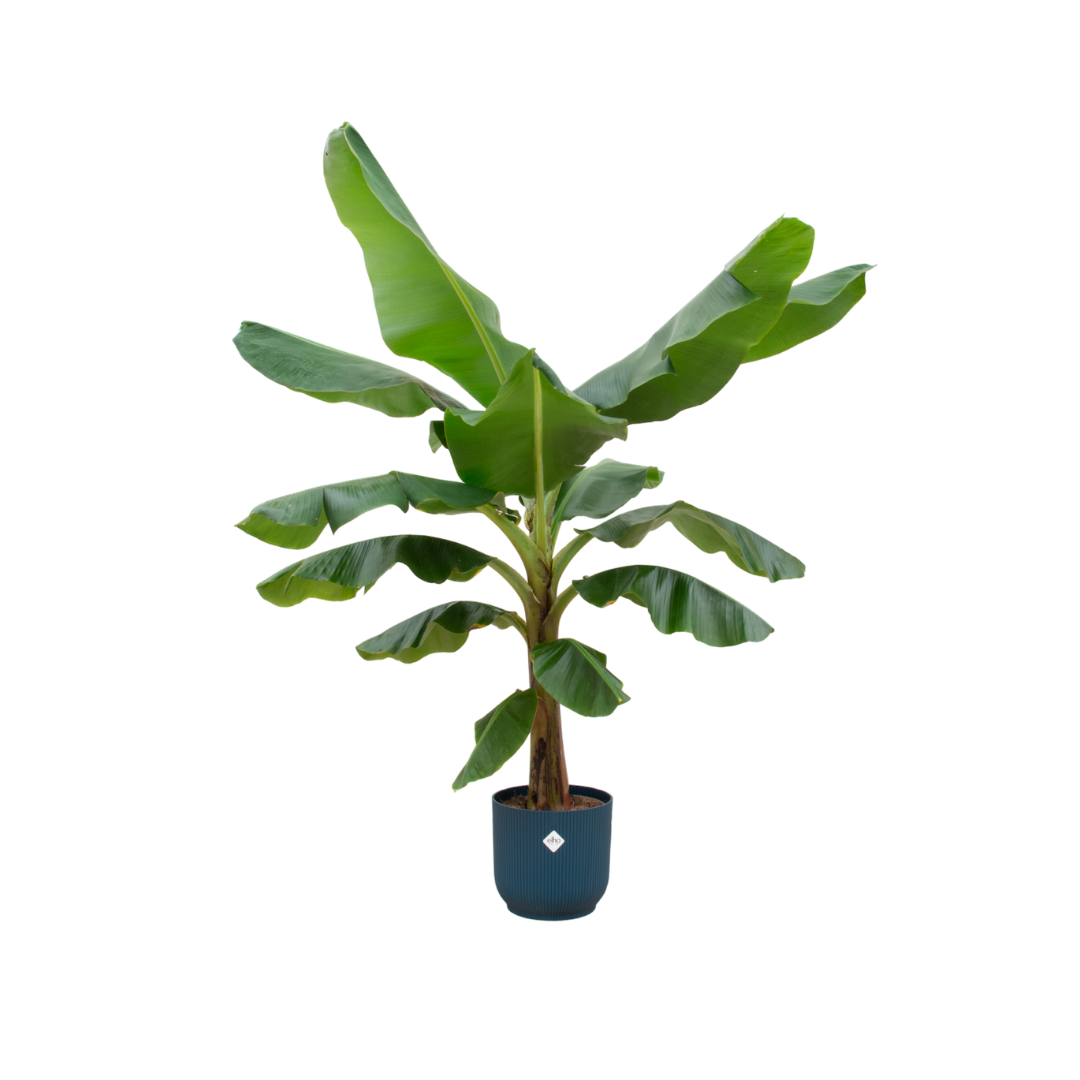Bananenplant (Musa) inclusief elho Vibes Fold Round blauw Ø30 - 180 cm