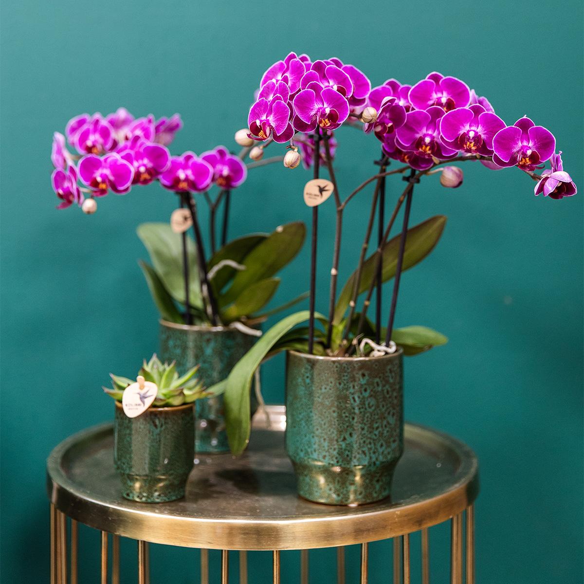 COMBI DEAL van 4 paarse phalaenopsis orchideeën - Morelia - potmaat Ø9cm