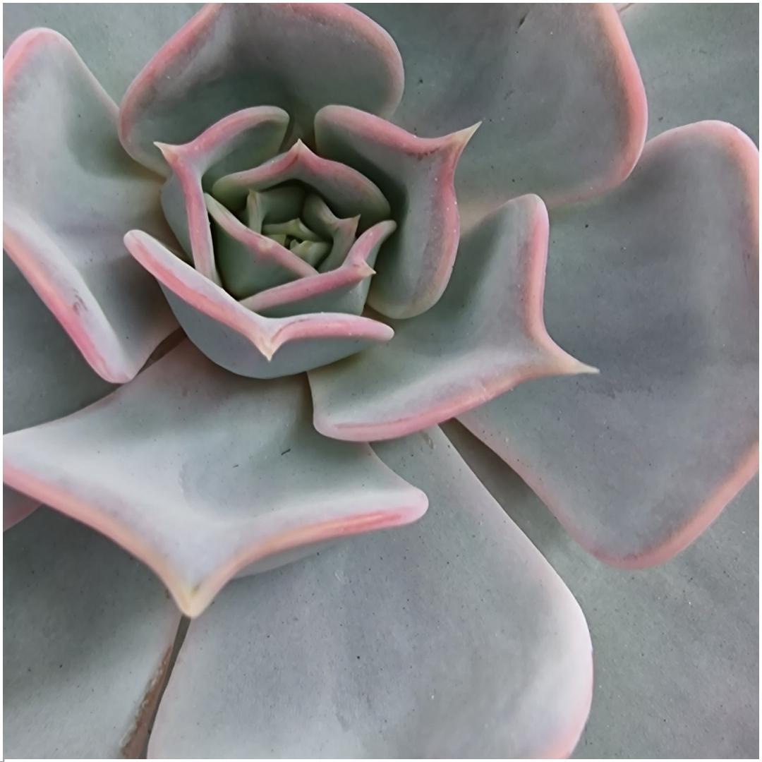 ROOTLESS op Muurdeco standaard zwart Ø20 cm - ↕20 cm