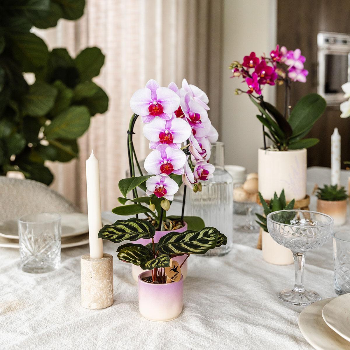 Roze orchidee Niagara Falls + Gradience sierpot roze - potmaat Ø9cm