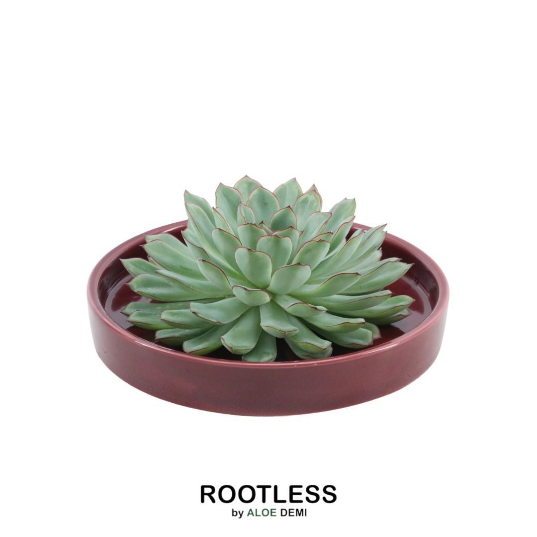 ROOTLESS in schaal 'rood' Ø20 cm - ↕5 cm