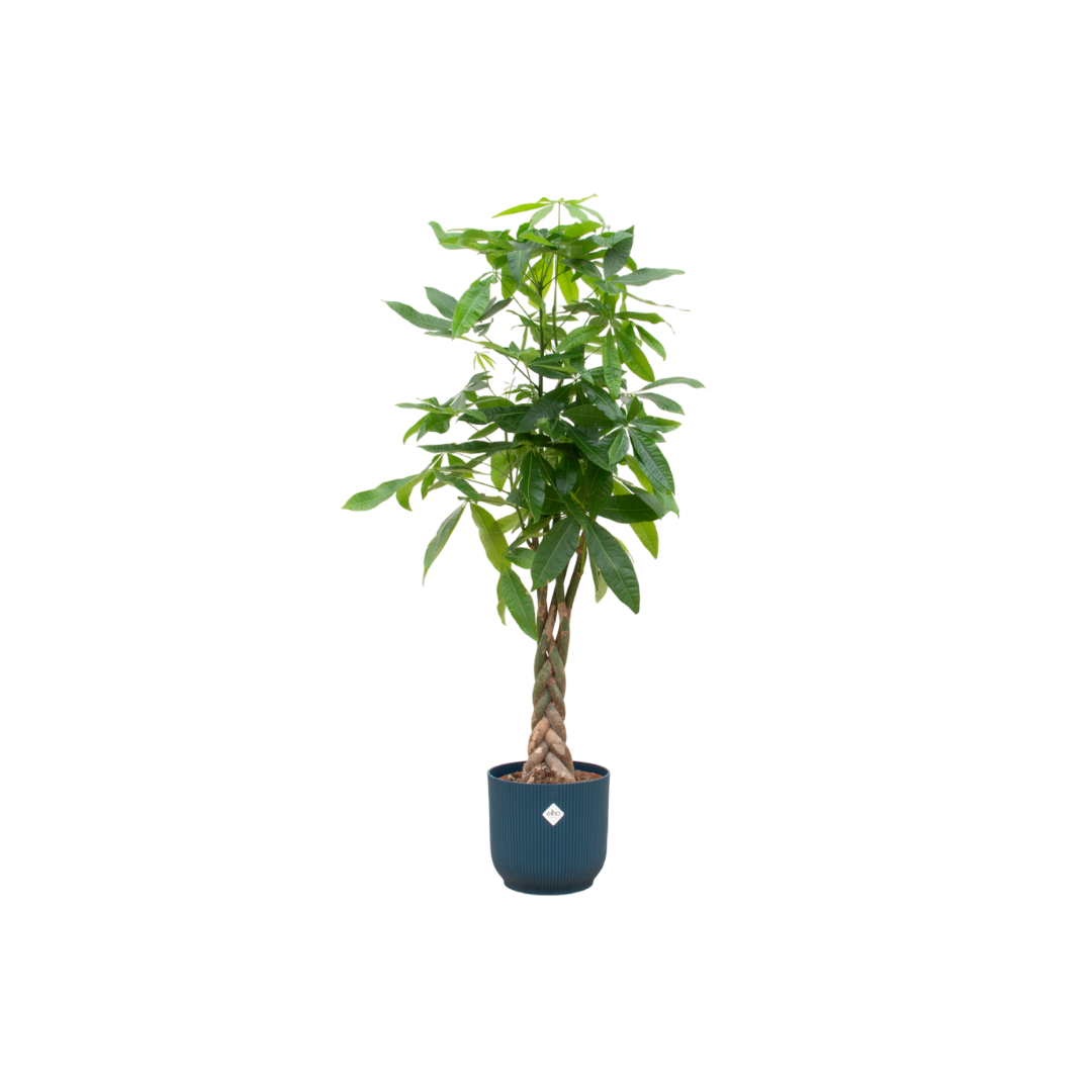 Pachira Aquatica inclusief elho Vibes Fold Round blauw Ø30 - 150 cm