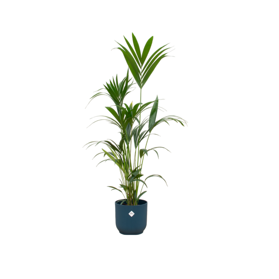 Kentia palm inclusief elho Vibes Fold Round blauw Ø30 - 160 cm