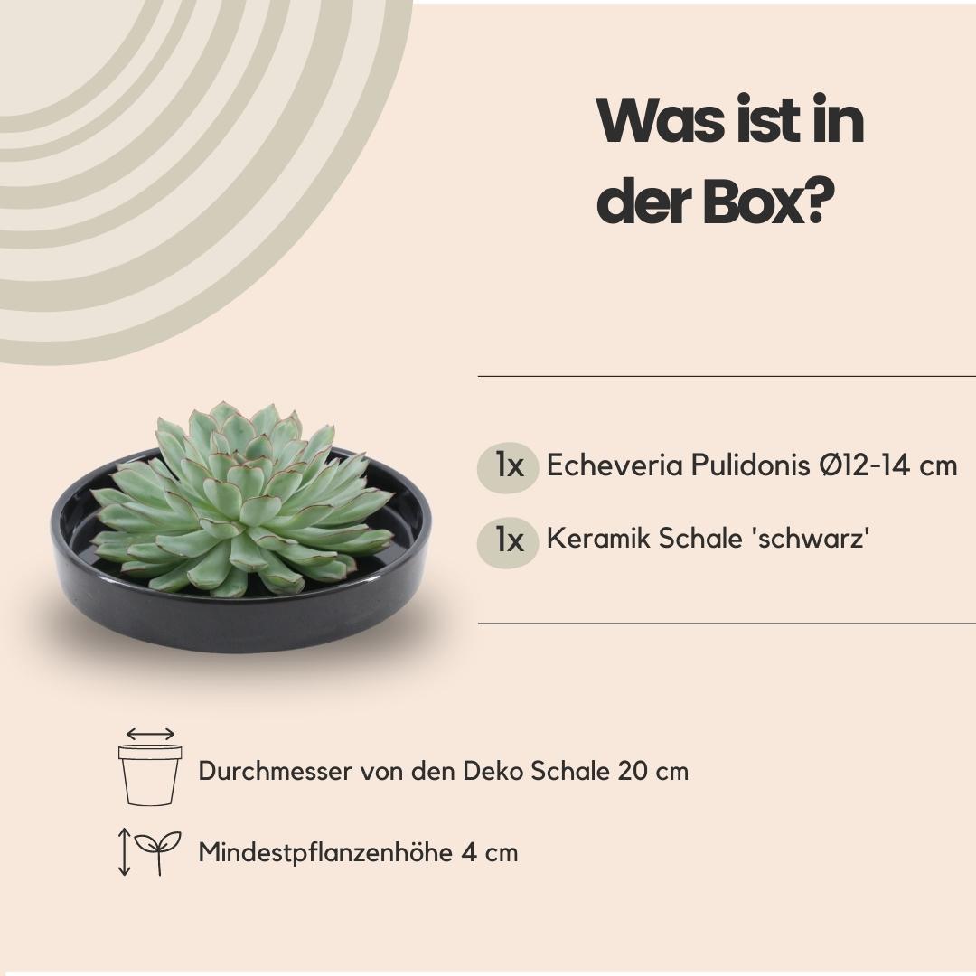 ROOTLESS in schaal 'zwart' Ø20 cm - ↕5 cm