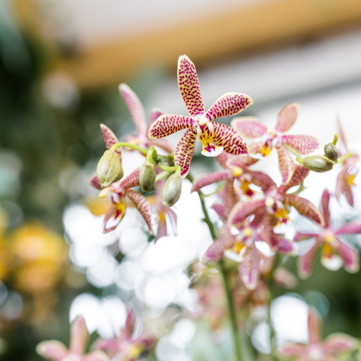 Oranje Phalaenopsis orchidee - Spider in Scandic wit - potmaat Ø9cm