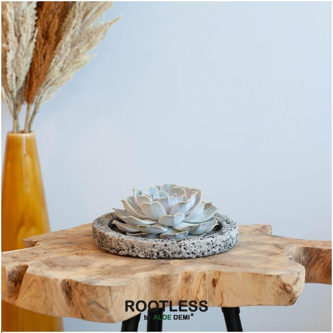 ROOTLESS in schaal 'Concrete' Ø20 cm - ↕5 cm