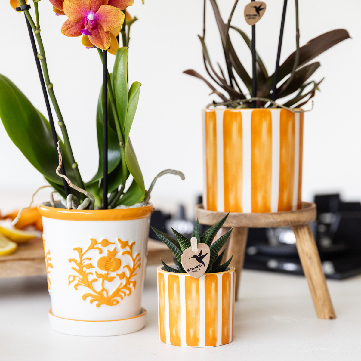 Oranje Phalaenopsis orchidee - Jamaica + Painted Stripe pot oranje - potmaat Ø9cm