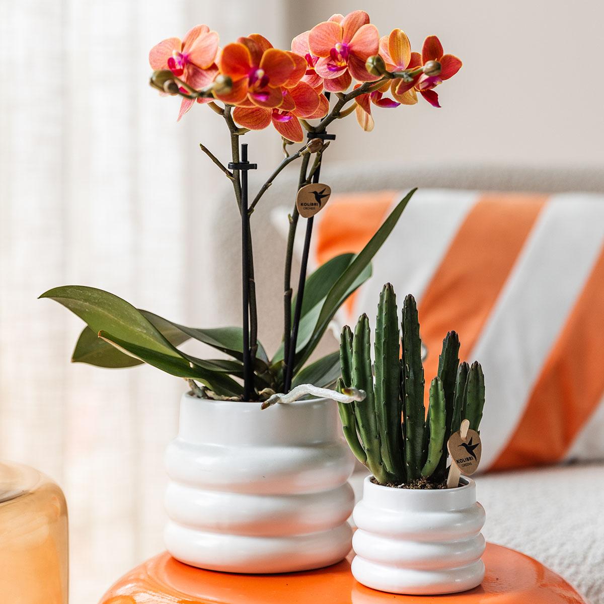 Oranje Phalaenopsis orchidee - Mineral Bolzano + Bubble pot white - potmaat Ø9cm