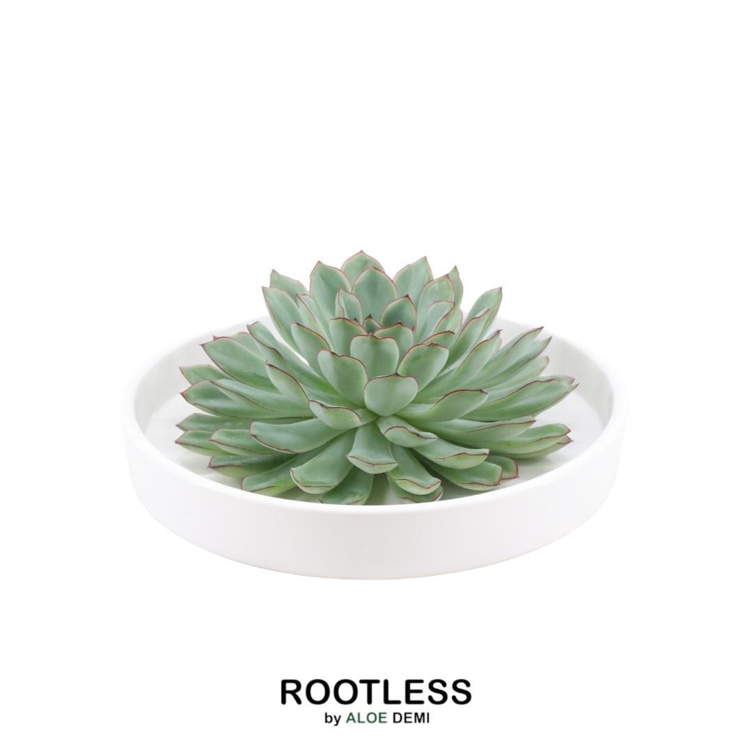 ROOTLESS in schaal 'wit' Ø20 cm - ↕5 cm