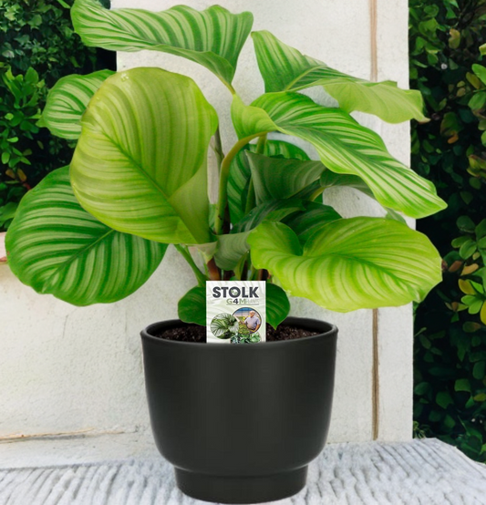 Calathea Orbifolia - Ø14cm - ↕50cm + Potenza Pot Zwart