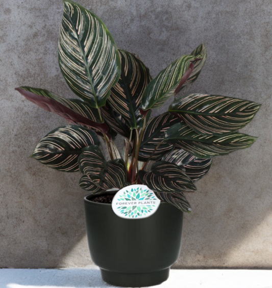 Calathea Ornata - Ø14cm - ↕50cm + Potenza Pot Zwart