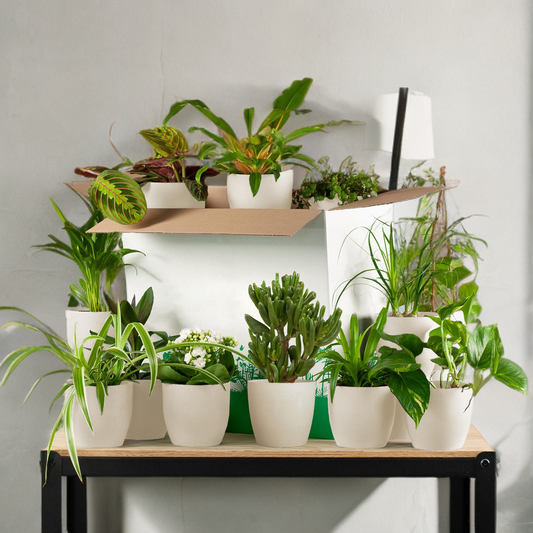 Groene Kneusjesbox (12 stuks) - incl. 12 x pot Viber wit