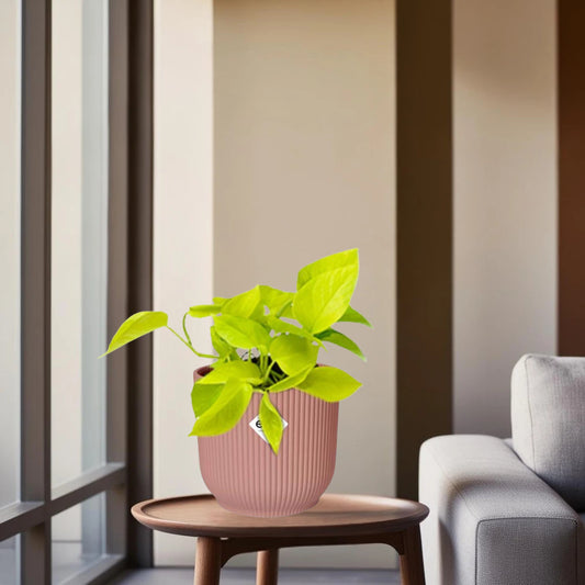 Epipremnum Pinnatum ‘Golden Pothos’ in ELHO Vibes Fold 14cm roze