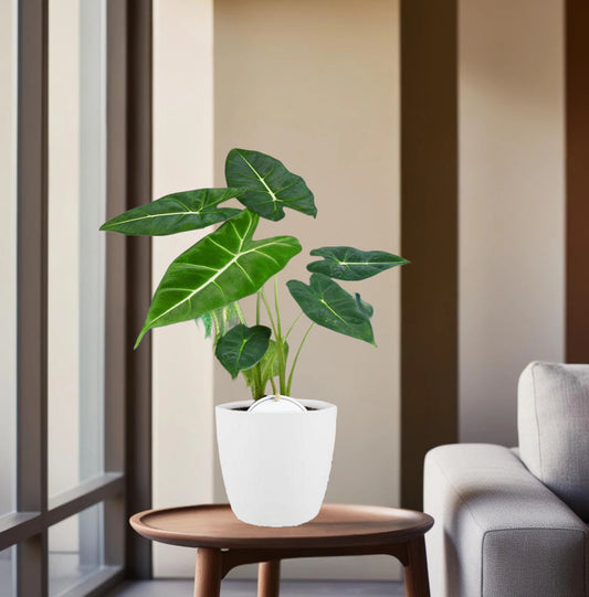 Alocasia Frydek - Ø12cm - ↕35cm + Pot Brussels Wit