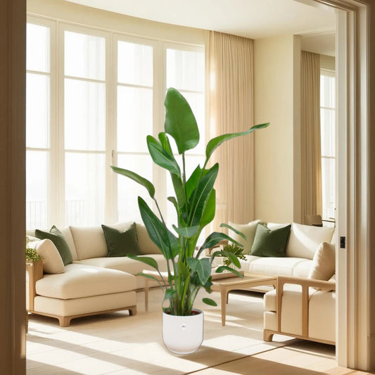 Strelitzia Nicolai inclusief elho Vibes Fold Round wit - 160cm - Ø30