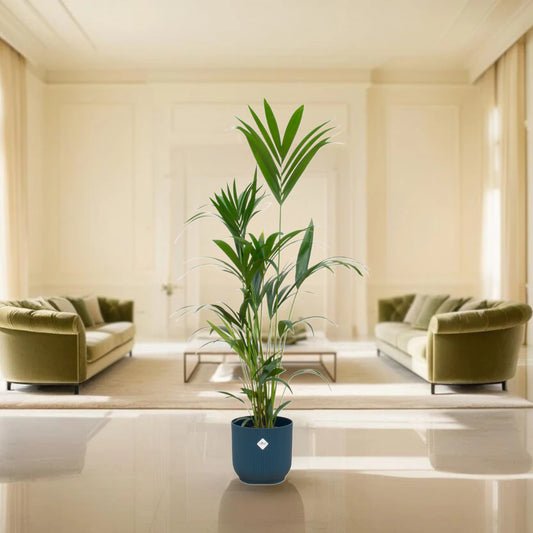Kentia palm inclusief elho Vibes Fold Round blauw - 160cm - Ø30